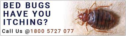 What bed bug sprays are and how they work. Bed Bugs Treatment In Chennai Bed Bugs Control
