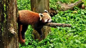 Red pandas are much smaller than giant pandas and are the only living member of their taxonomic family. Explore The Enchanting Land Of Red Pandas Serenity Sikkim B Change