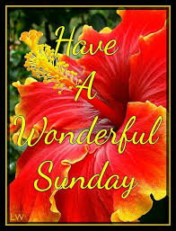 Have A Wonderful Sunday Hibiscus Flower Happy Sunday Morning Sunday Greetings Good Morning Happy Sunday