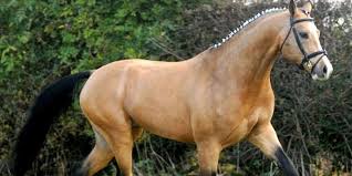 A buckskin horse notice the golden body color. 5 Times Buckskin Horses Amazed Us With Their Beauty Cowgirl Magazine