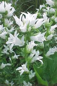 Campanula Glomerata Clustered Bellflower Bellflower Danesblood Campanula Glomerata Superba Campanula Glomerata Alb Campanula White Gardens List Of Flowers