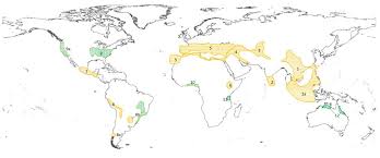 Image result for Sphenostylis briartii