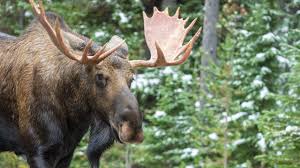 Bull moose come out of the woodwork to vie for mates, at times in quiet. Bull Moose Warming Up For The Rutting Season In Canada S Rockies Youtube