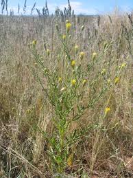 Image result for Pegolettia senegalensis