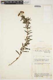 Image result for Ethulia vernonioides