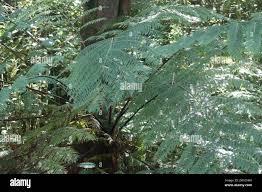 Image result for Cyathea capensis