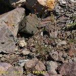 Image result for Leysera