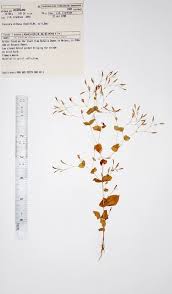 Image result for Canscora diffusa