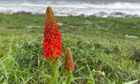 Image result for Disa polygonoides