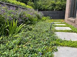 Image result for Vinca minor