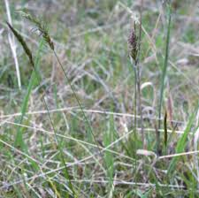 Image result for Sacciolepis indica