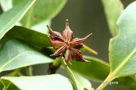 白花八角 cleyera 的部落格 痞客邦 fruit seeds plants seeds