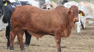 They have large, upward curving horns. Popular Reds Are All Round Performers Queensland Country Life Queensland