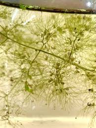 Image result for Utricularia welwitschii