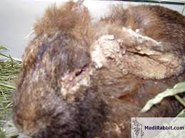 Image result for scabies rabbits ears