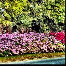 Azaleas In Savannah Azaleas Landscape Projects Savannah Chat