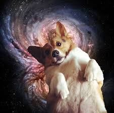 Corgis In Space Official Corgi Dachshund Pictures Dachshund