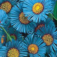 Images of teal colored flowers. 25 Most Beautiful Blue Flowers