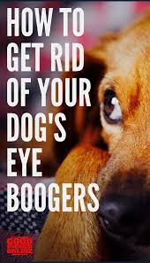 How To Get Rid Your Dog S Eye Bloggers Good Doggies Online Dog Eyes Pet Smell Dog Care