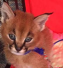 Still, mixed reviews among keepers may have you feeling optimistic about a journey into caracal keeping. Caracals For Sale