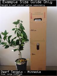 Minneola tangelo is a hybrid of a duncan grapefruit and a mandarin. Dwarf Tangelo Minneola Tree Citrus Reticulata X