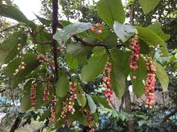 Image result for Antidesma venosum