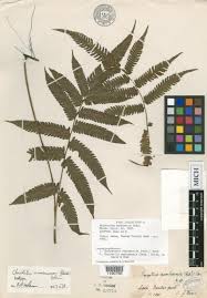 Image result for Christella gueinziana