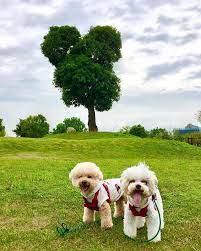 臭臉姊 惡犬弟 敞蓬二輪環島中lets go 臭臉姊 惡犬弟 敞蓬二輪環島中lets go 請勿逼車 請勿眼神挑釁內有惡犬環島中