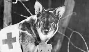 This huge st bernard was an icon of the comedy movie series of the same name in the 80s and 90s. 15 Most Famous Dogs In History Dog Notebook