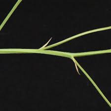 Image result for Afrosolen bainesii