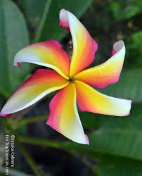 Plumeria Sp Plumeria Trees To Plant Fragrant Flowers Beautiful Flowers