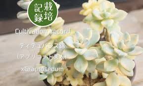 ティテュバンス 錦