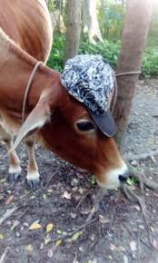 We did not find results for: The Cow Is Wearing Cap Steemit