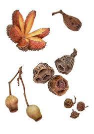 Australian Native Plants Leonie Norton Australian Native Flowers Australian Native Plants Watercolor Plants