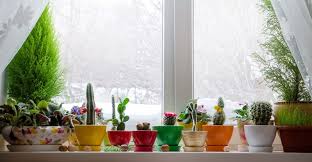 And are there any terms you need to be aware of? Preparing Houseplants For Winter Laidback Gardener
