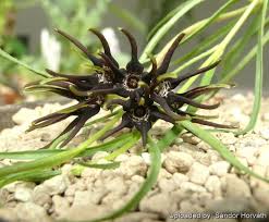 Image result for Brachystelma