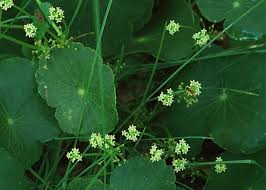 Image result for Hydrocotyle bonariensis