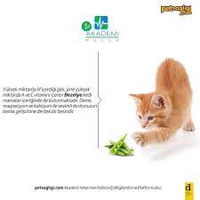 akademi hayvan hastanesi kediler bezelye yer mi kediler etobur olmalarina ragmen bazi sebzeleri sevebilirler ve bu sebzelerin faydalarindan yararlanabilirler bezelye yuksek miktarda lif icerdigi gibi yine yuksek miktarda a ve c