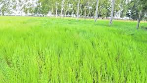 Image result for Acroceras macrum