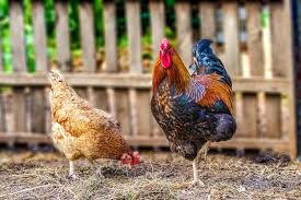Roosters are the ornamental, loud and potentially aggressive icons of the barnyard. What Is Rooster Aggression And How To Stop It Chickens And More