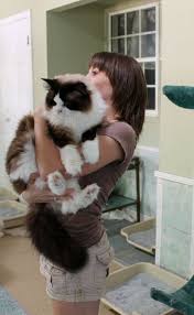 Giant Ragdoll Cat The Gentle Giant Of Domestic Cats Ragdoll Cat Cat Facts Cat Breeds Ragdoll