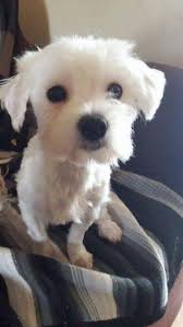 Keep in mind you then have to comb and brush daily to prevent mats, and give a bath every one to two weeks. Walter The Maltese Needs A New Home Dawg