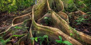 Image result for Dipterocarpaceae