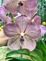 Image result for Vanda coerulea