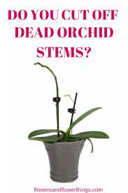 Pin On Orchids
