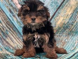 It is recommended to clean the house before bringing the puppy home, so that he may no inhale. Morkie Puppies Petland Bradenton
