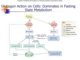 Increments in glucagon) and hypoglycemia unawareness (by reducing sympathoadrenal and the resulting it is nice to hear others observations of using a ketogenic diet for t!dm. The Endocrine Pancreas Ppt Download