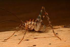 The arachnid has been demonized in books, movies, television and various other media forms, from giant versions looking to wipe out while the bites of the above spiders are serious (brown recluse and hobo) or fatal (black widow), the venom of numerous other species pose little. What S In Your Basement What S Bugging You
