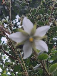 Image result for Hibiscus fuscus