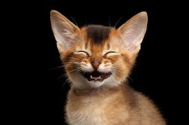 What Does It All Mean Funny Pets And The People Who Love Cute Cats Photos Funny Animals Cats